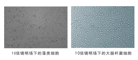 細(xì)胞計數(shù)儀鏡頭下的細(xì)胞圖片